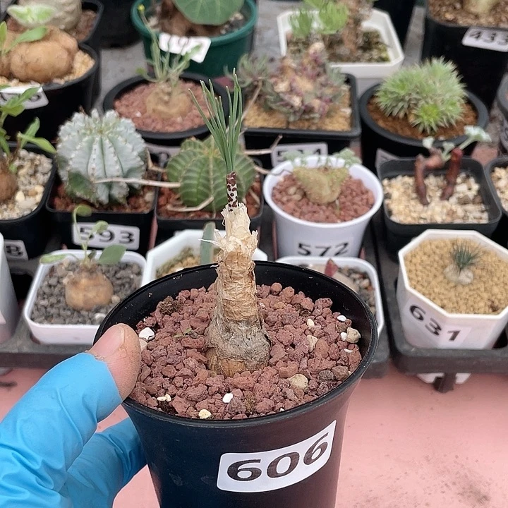 606产地GB豹纹弹簧草块根