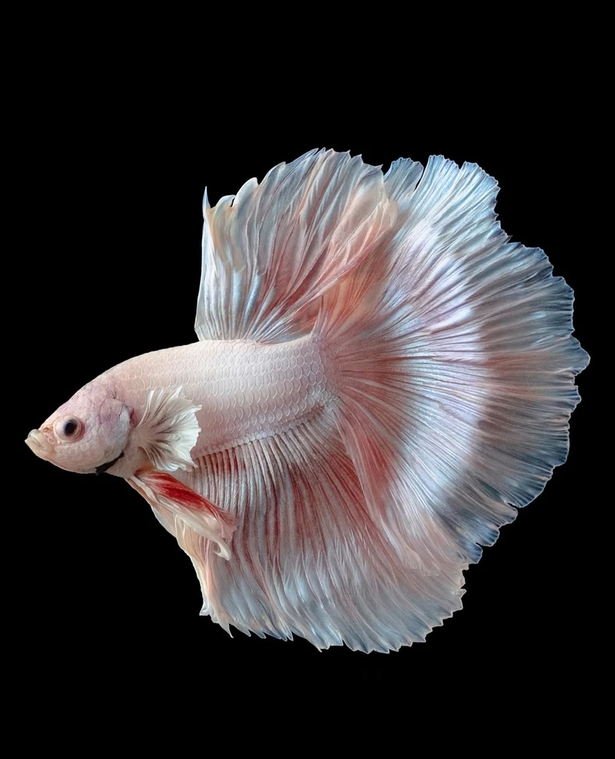 01-105号泰国斗鱼网红热带观赏鱼