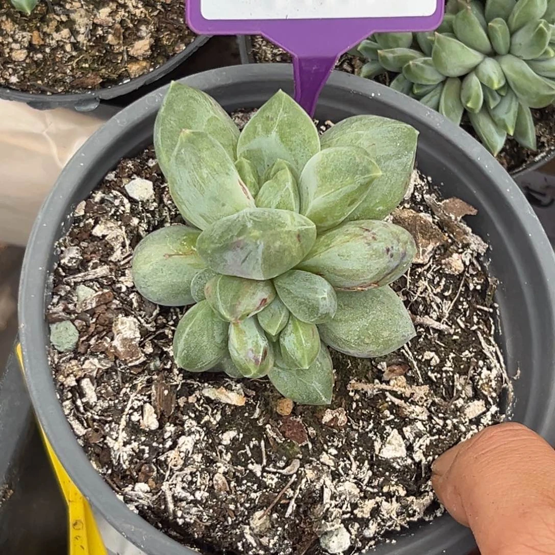 多肉植物重楼石化锦799