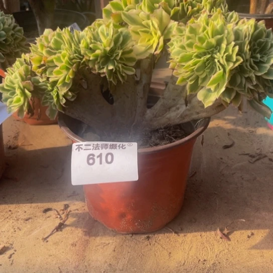 610，迈巴赫缀不包邮