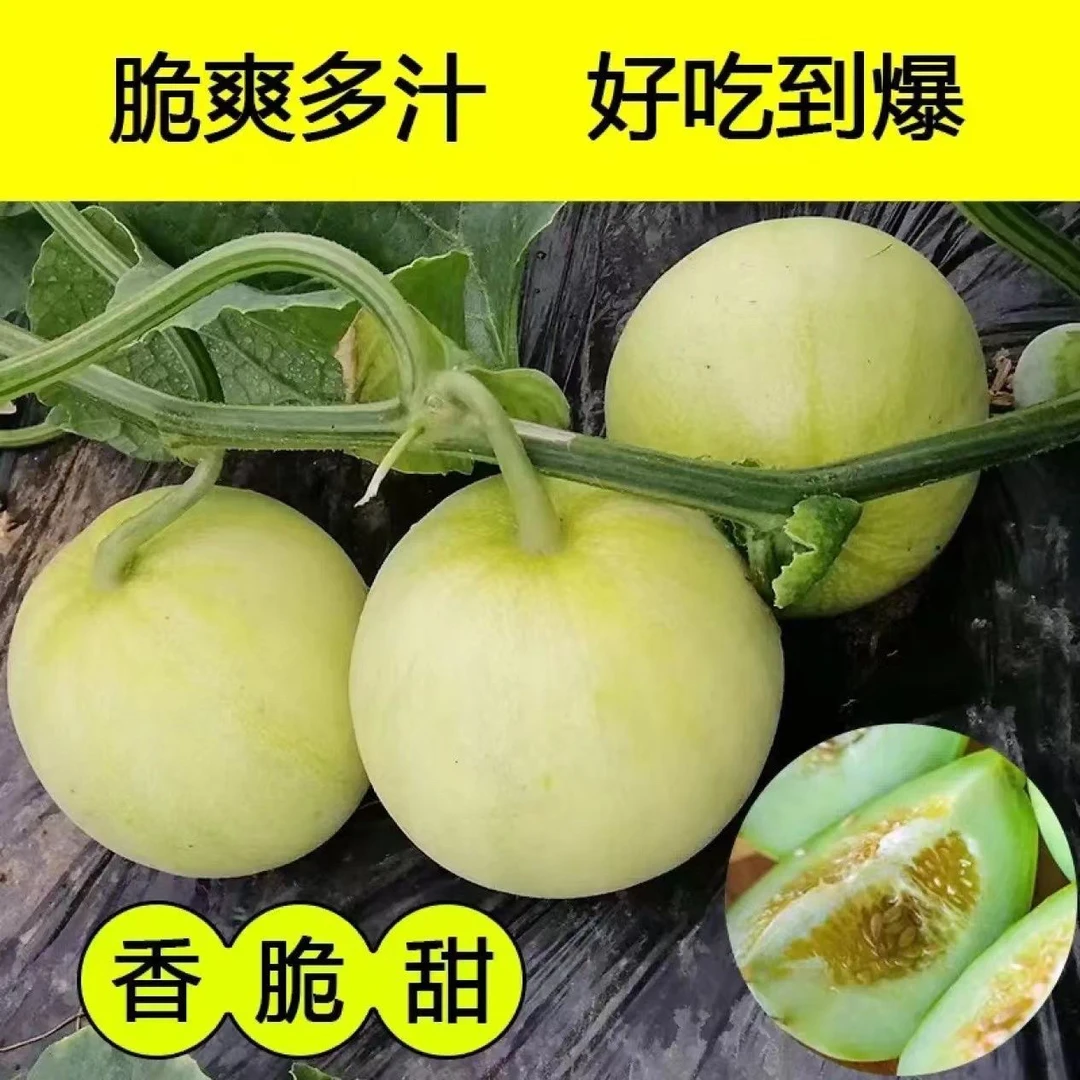 顺丰包邮 溆浦观音阁露天现摘现发甜瓜香甜新鲜当季水果蜜瓜香瓜
