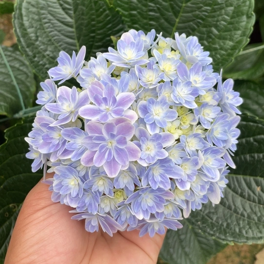 绣球切花一物一拍3枝起包邮，103