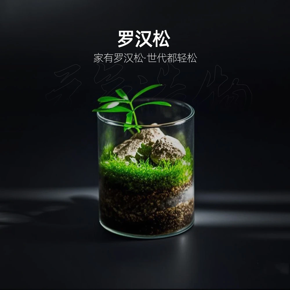 【国风山水】青松—罗汉松真石成品真植物【尺寸：6.5*8】