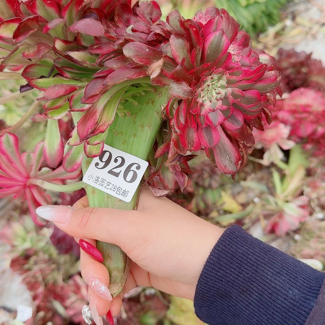 926 无根缀化不包侧