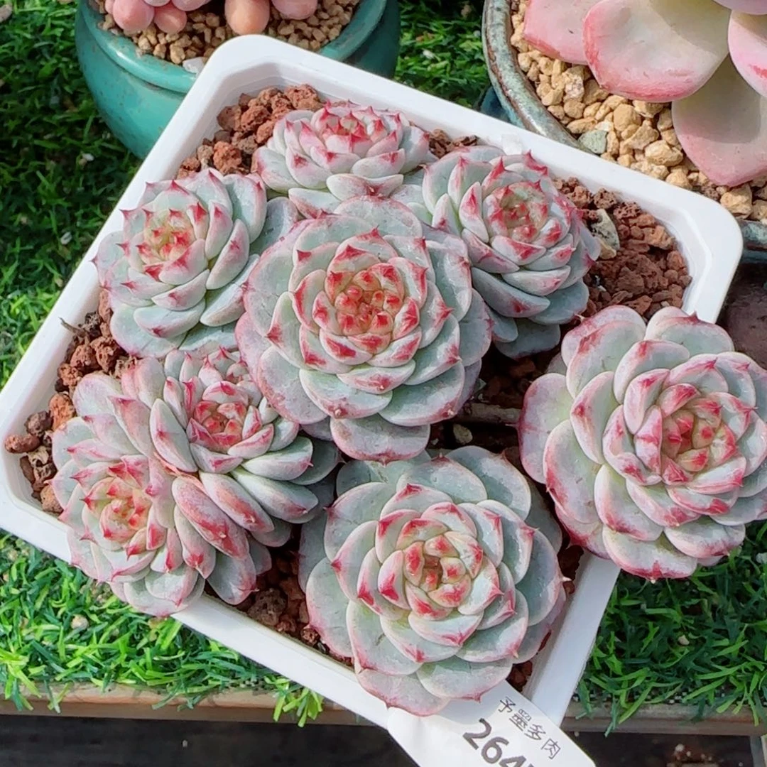 天鹅绒，2647多肉植物