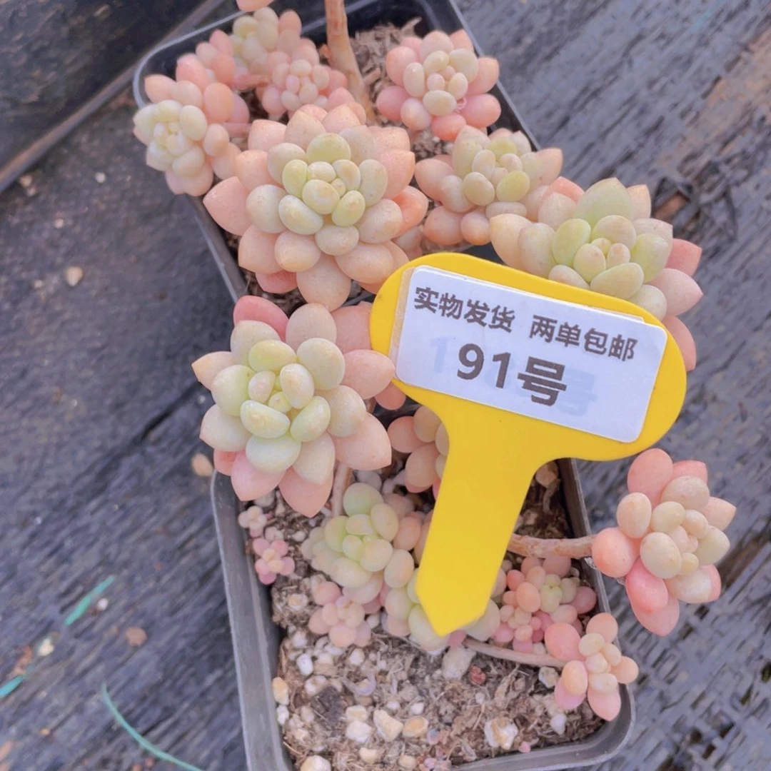 91号 老桩鱼子酱多头群两颗