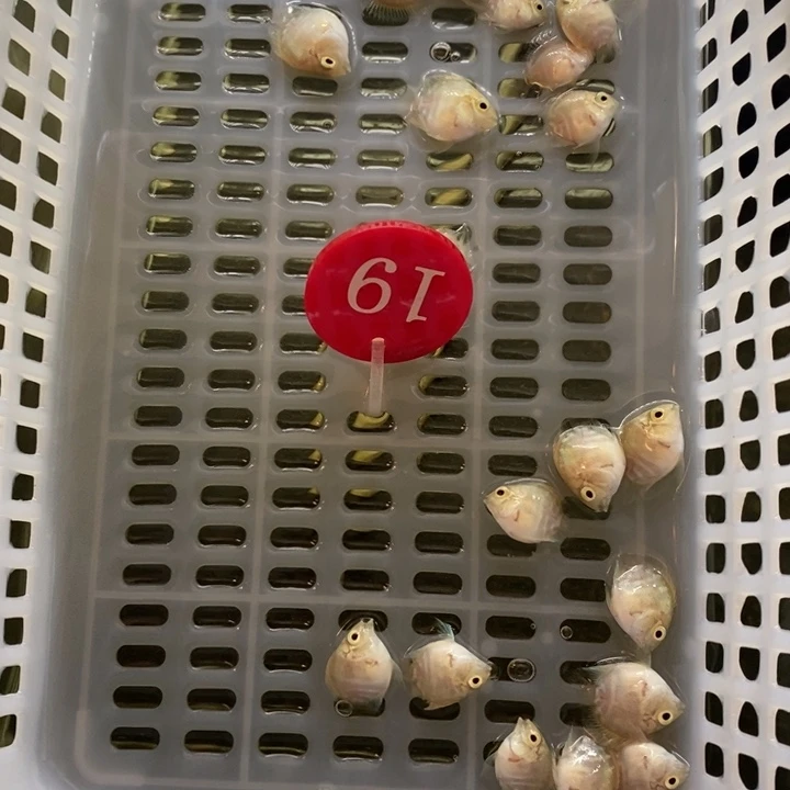 鹦鹉鱼白金一组十条