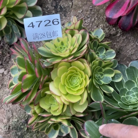 奶白多肉多肉4726