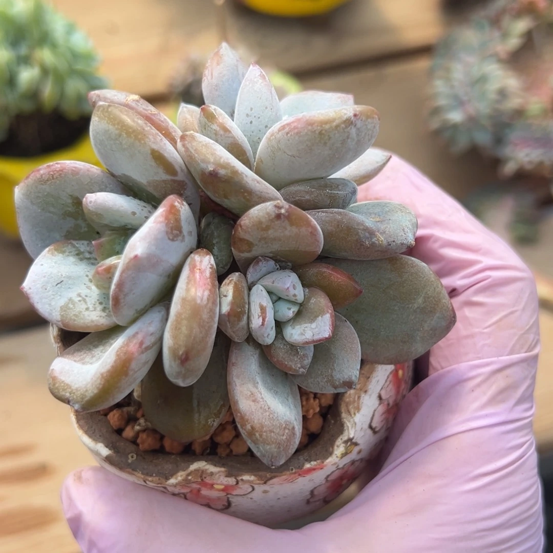 奶茶 新年快乐 新年快乐