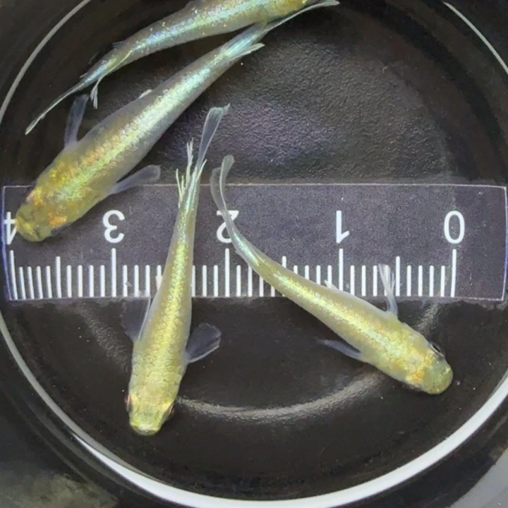 青鳉鱼帝姬8号青鳉
