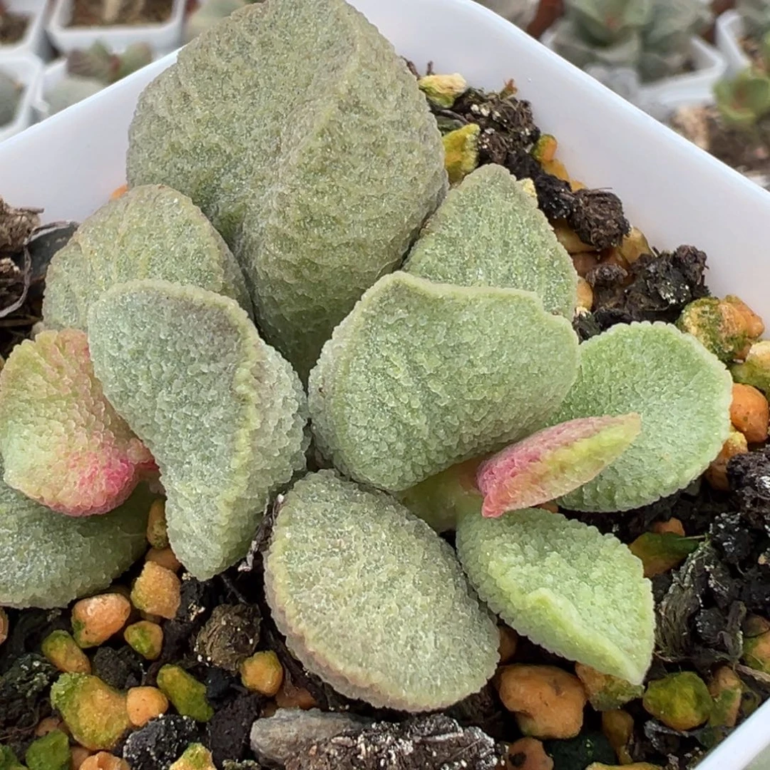 实生新品多肉植物水泡多肉植物