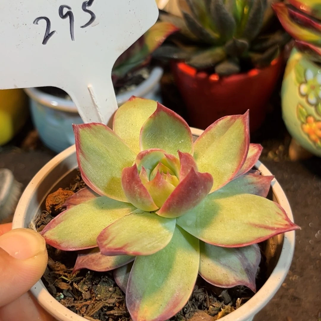 惊鸿仙子多肉植物295