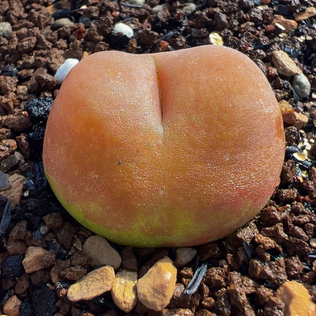 水蜜桃多肉植物盆栽栽培