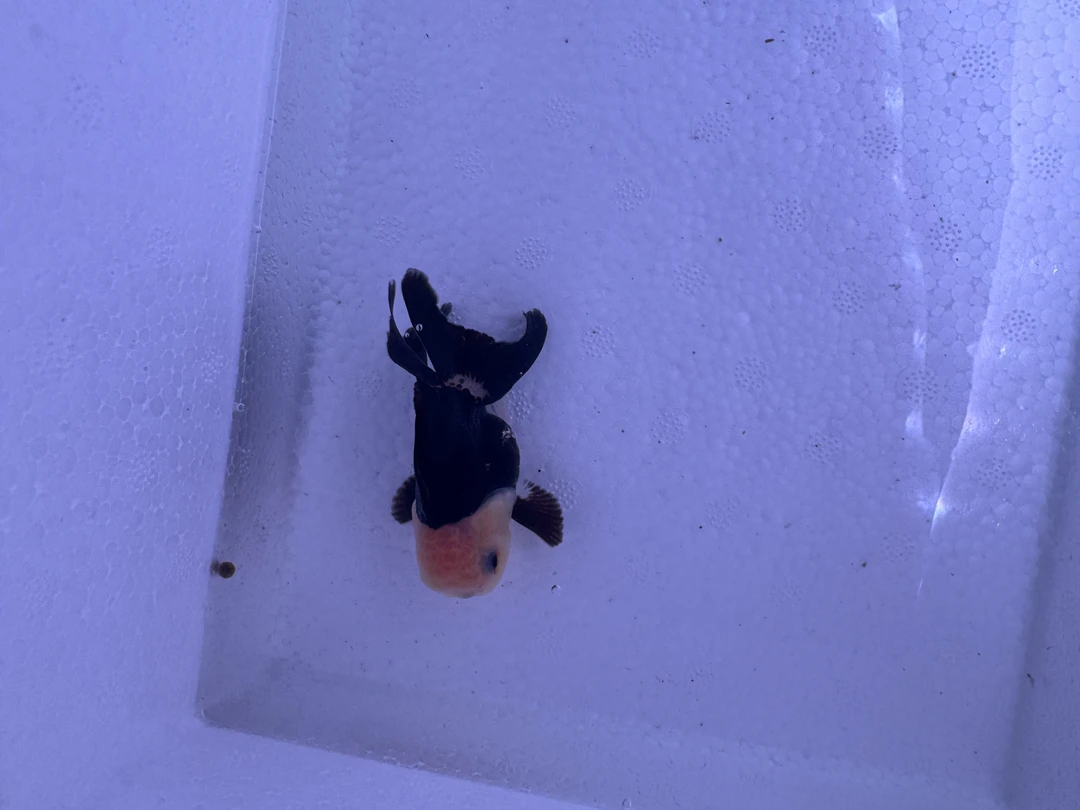 进口玛丽泰狮活体宠物观赏鱼（拍前和主播沟通好）