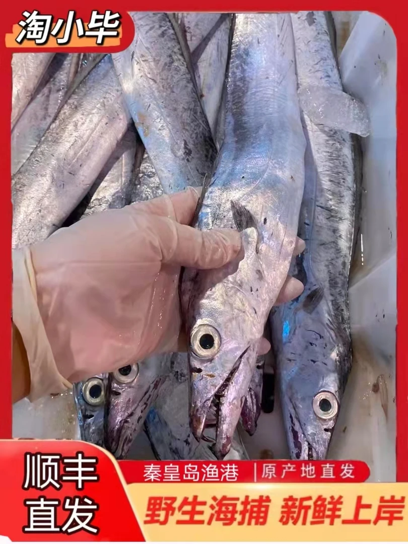 正宗渤海湾小眼睛油带鱼  3斤起拍