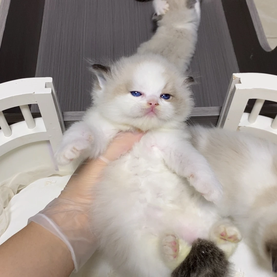 母宠物龟定金链接直接拍