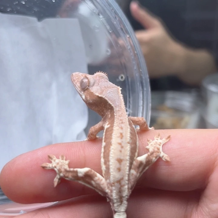 睫角守宫j27红底莉莉