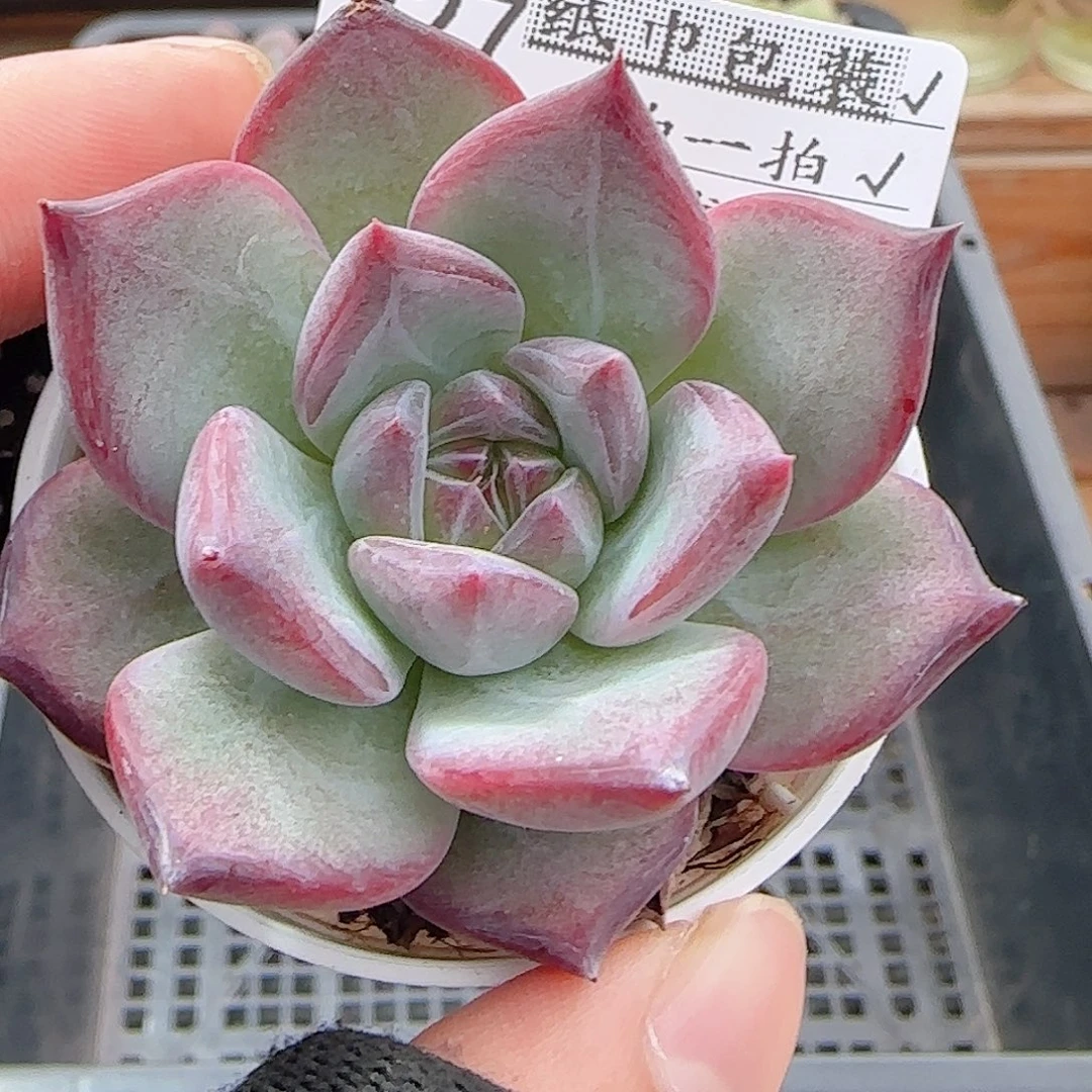 多肉0923--227福利