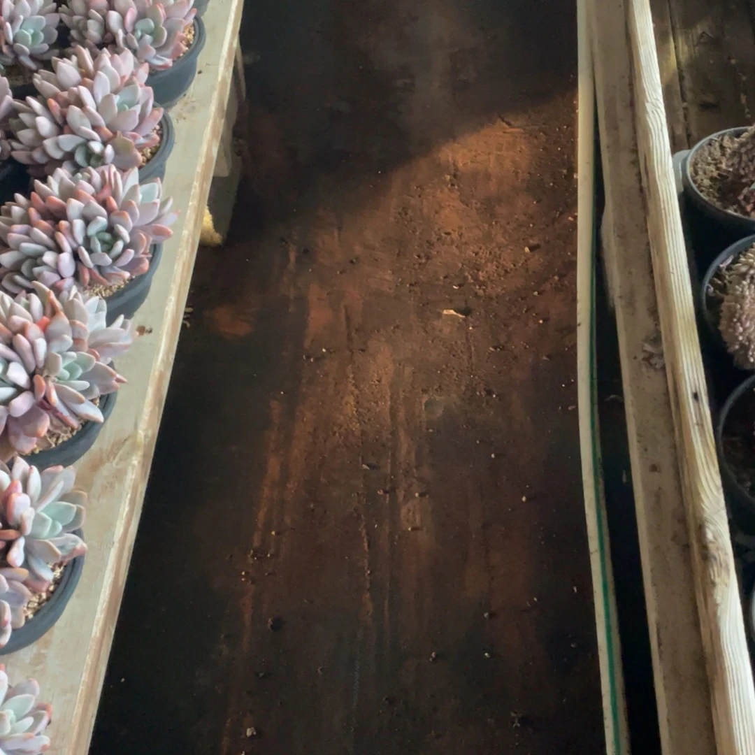 ****）虞美人缀化分期付100