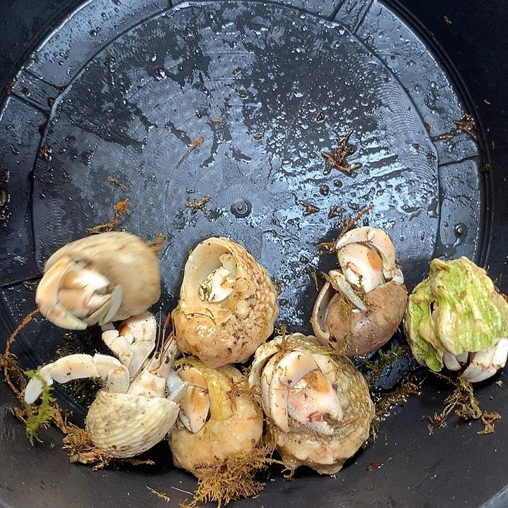 7/只奔跑的寄居蟹残联