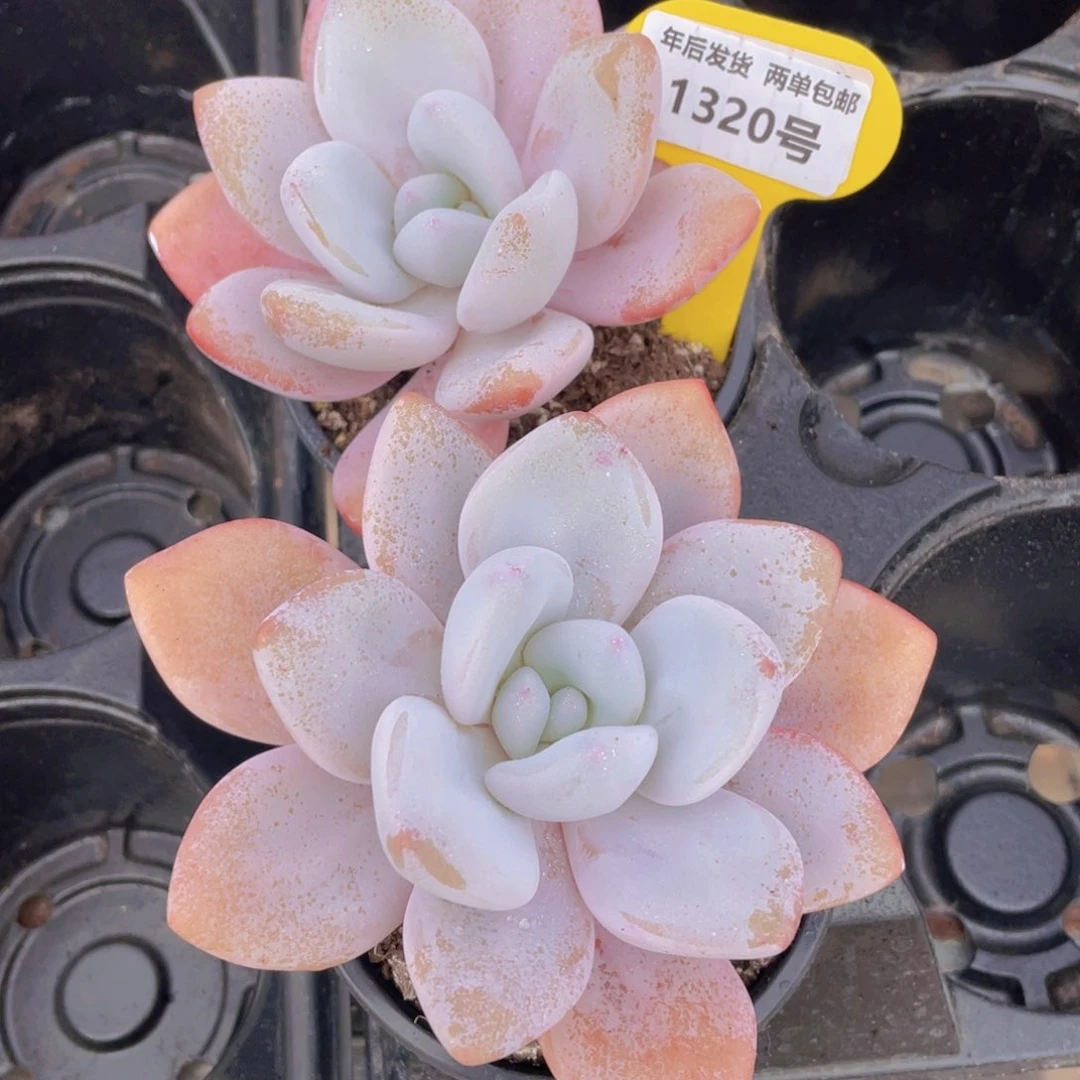 1320号 老桩全状态大粉兔母本一个