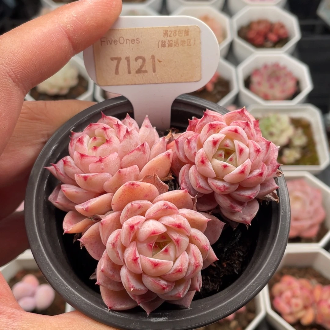 天鹅绒7121-8厘米