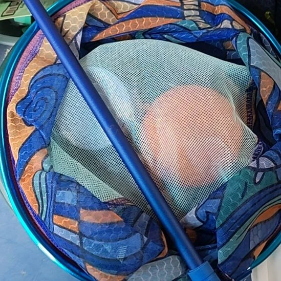 抄网一套随机发，，