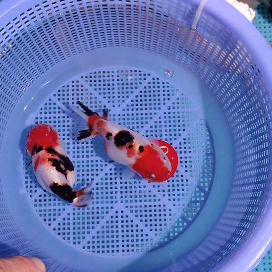 金鱼106兰寿两只特价顺丰包邮