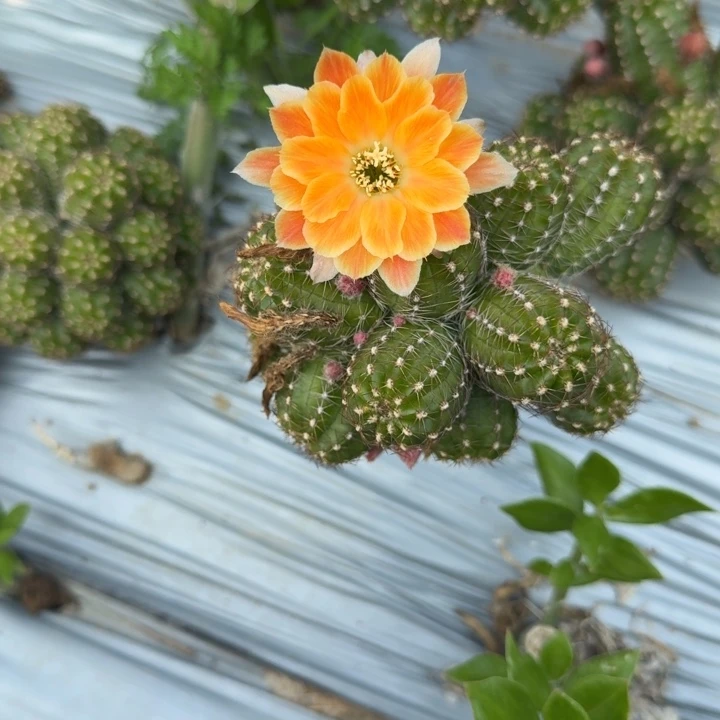 矮胖白檀469侧芽一个