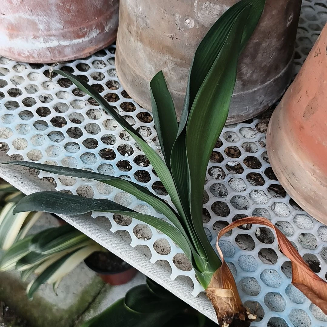 大***豚完全开放绿佛手烂根一棵