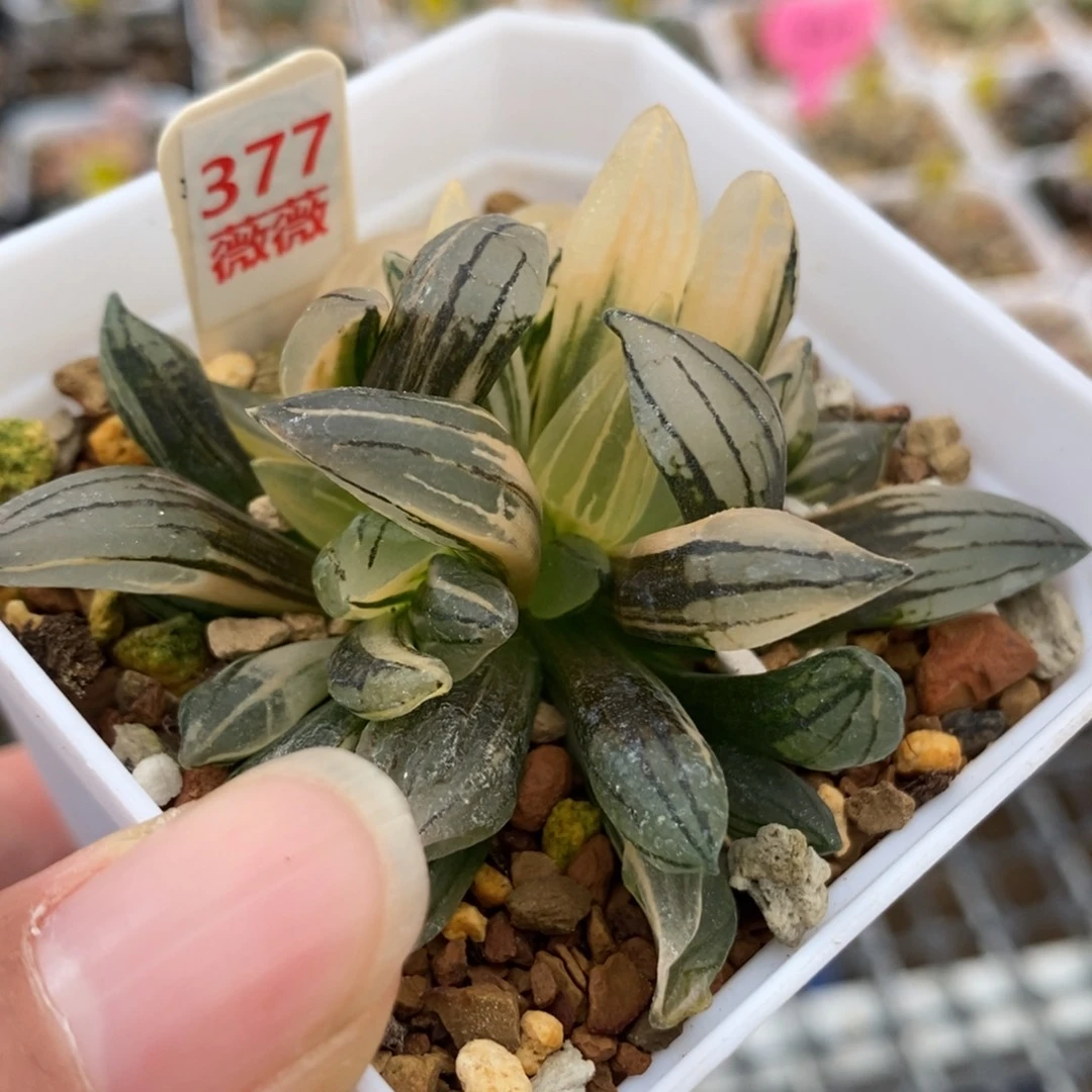 377西瓜锦一物一拍