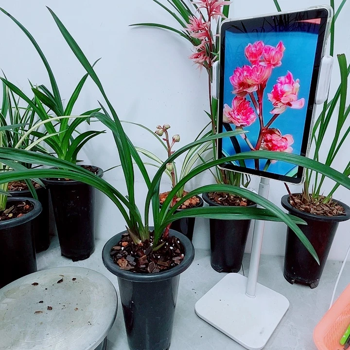 秋榜火彩晶龙4个头带花