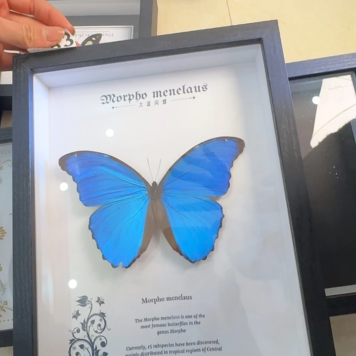 083蝴蝶大蓝大蓝蝴蝶
