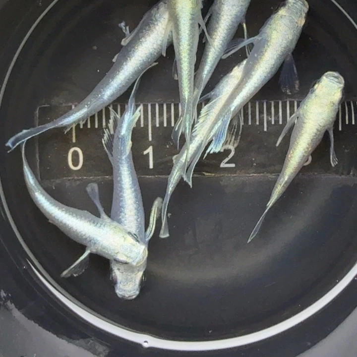 青鳉鱼天使干支13号