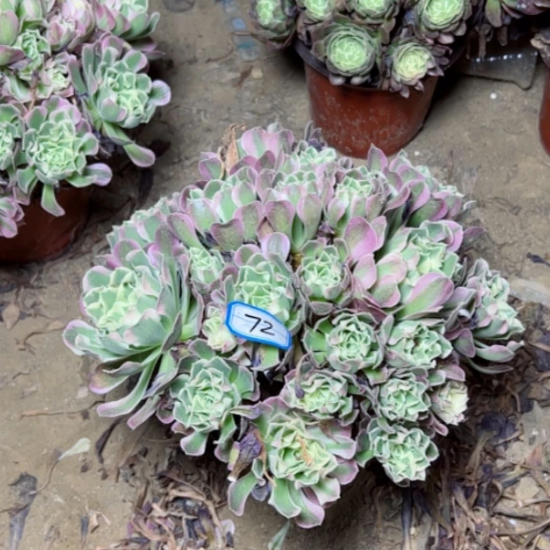 【闪购商品】多肉植物白凤72
