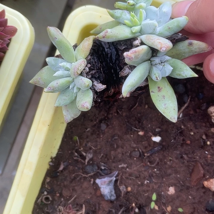 仙女杯系列多肉植物