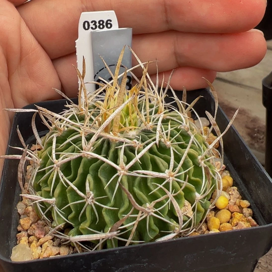 维**贝38实生根多肉植物带盆土