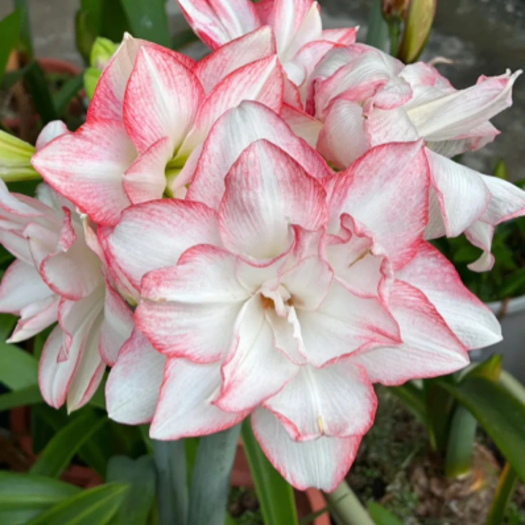 【粉珍珠】包邮  朱顶红种球自然球包对版送肥料