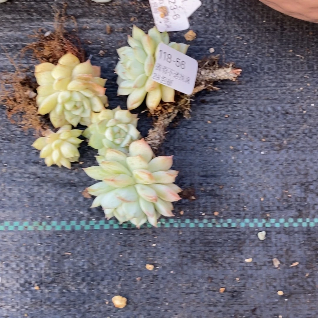 殷***某56号多肉小可爱送