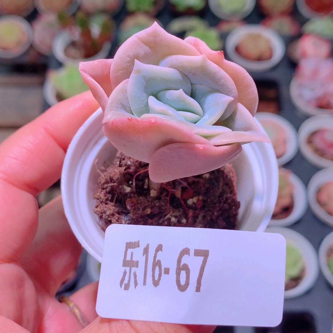 乐然16-67 可爱玫瑰