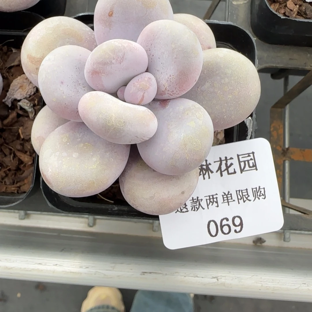 S*.多肉很小看清楚下单拒绝非品质售后69