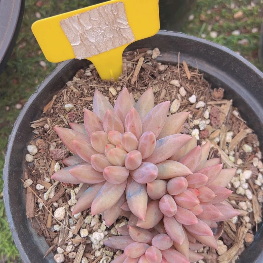 香玉的故事是一个人的