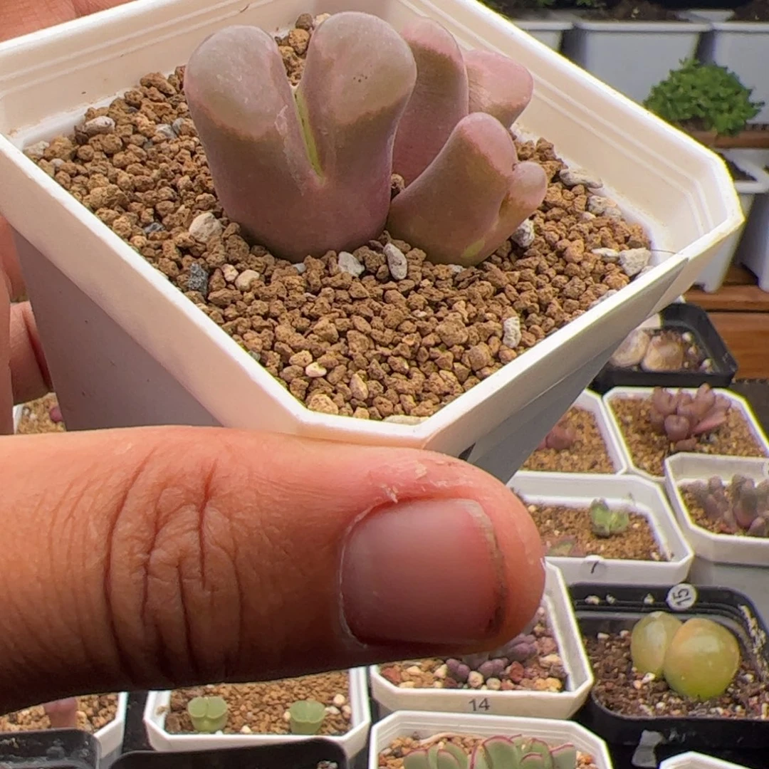 7.1磁铁多肉植物72