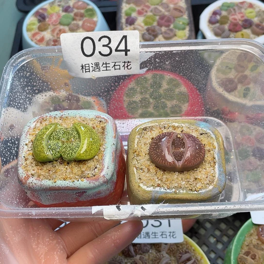 相遇生石花专拍034