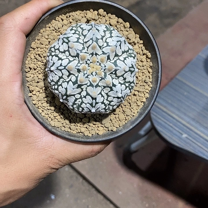 故***了V兜实生根脱土发货