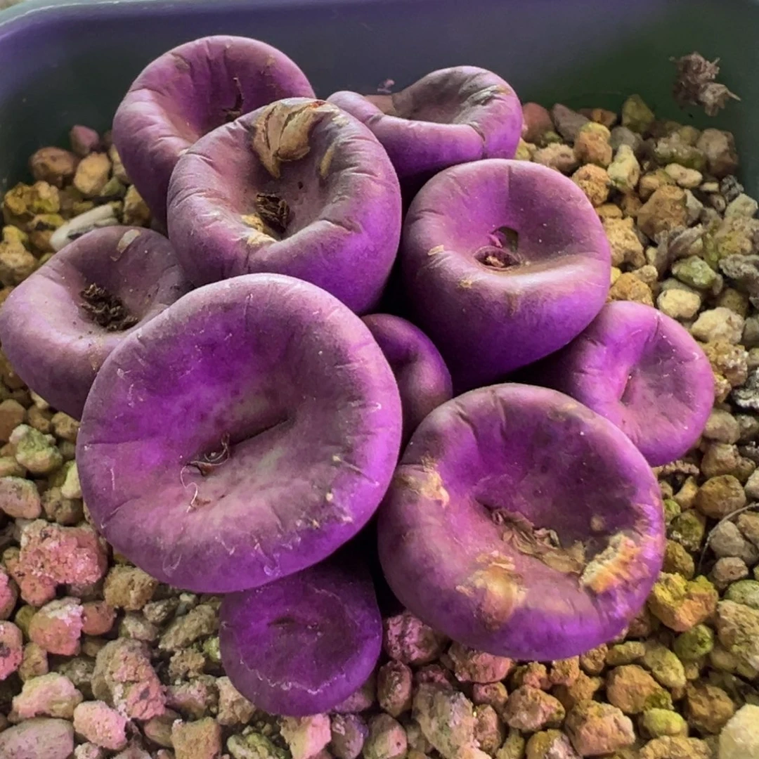 *****开播福利 肉锥植物