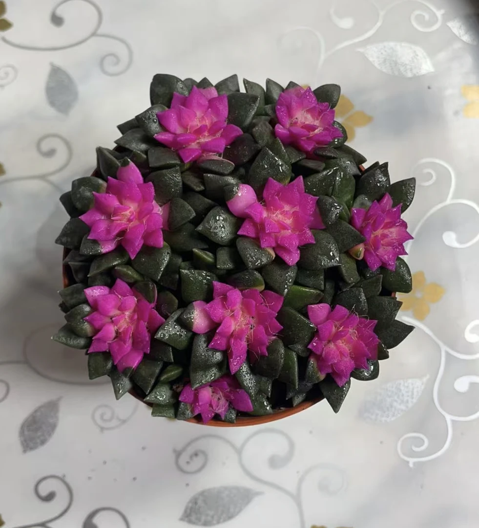 大盆吹雪 多肉植物