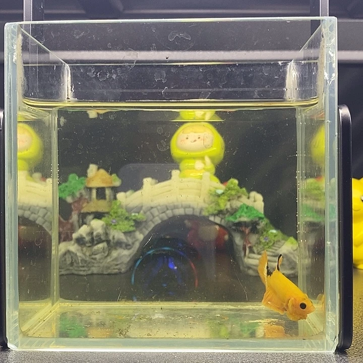 海水鱼豆豆眼比卡超