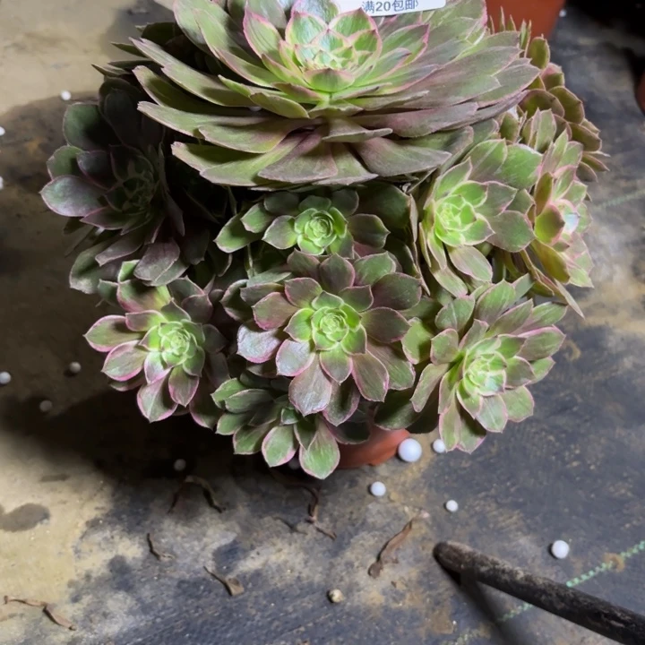 瑞妈。。。。。。，，149//莲花座，