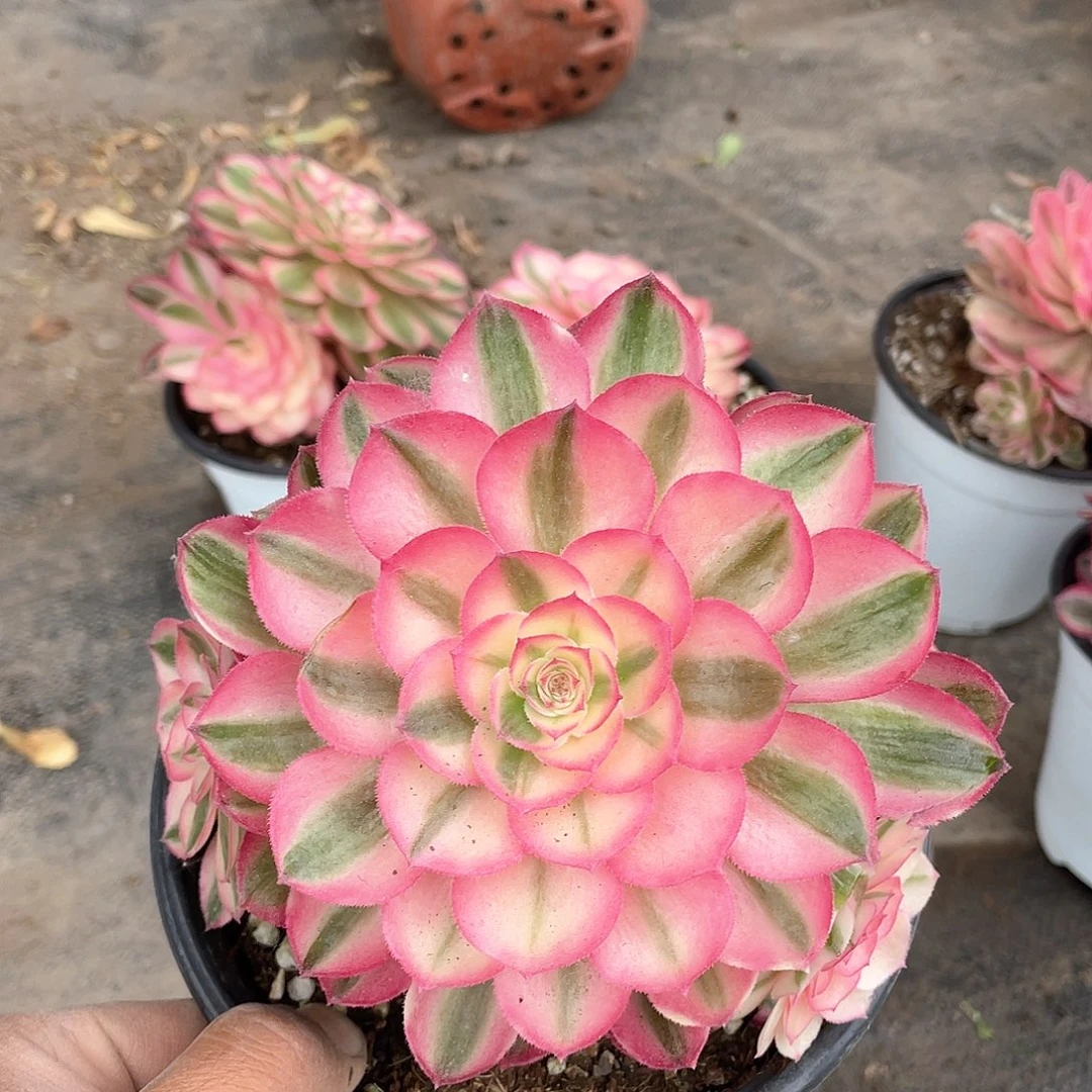 烟**冷倾城群生带盆发货